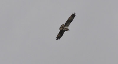 Fiskgjuse (Pandion haliaetus)