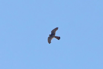 Tornfalk (Falco tinnunculus)