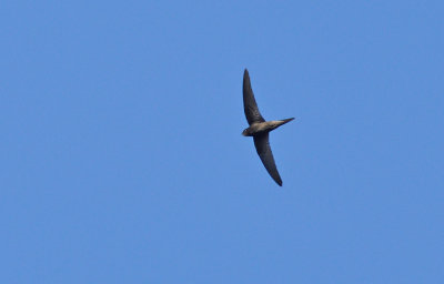 Tornseglare (Apus apus)
