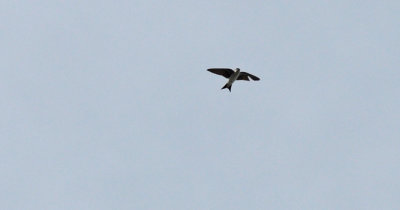 Hussvala (Delichon urbicum)
