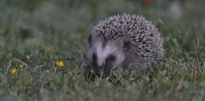 Igelkott (Erinaceus europaeus)