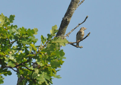 Steglits (Carduelis carduelis) 