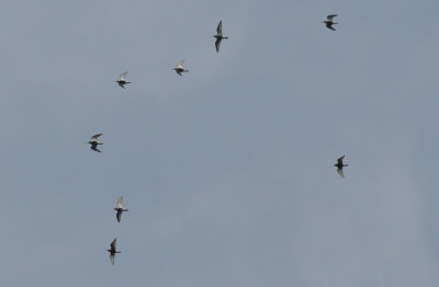 Krrsnppa (Calidris alpina)