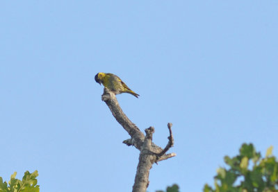 Grnsiska (Spinus spinus) 