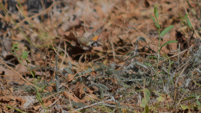 Strre dagsvrmare (Macroglossum stellatarum)