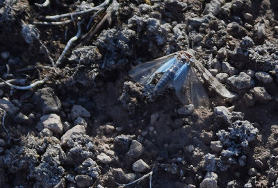 Blåvingad gräshoppa (Sphingonotus caerulans)