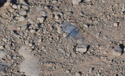Blåvingad gräshoppa (Sphingonotus caerulans)