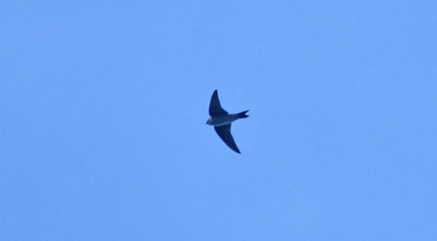 Hussvala (Delichon urbicum)