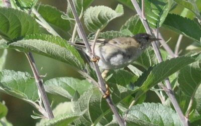 Lövsångare (Phylloscopus trochilus)