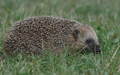 Igelkott (Erinaceus europaeus)