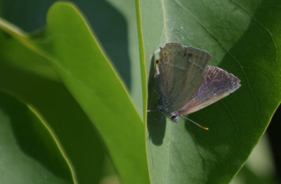 Eksnabbvinge (Favonius quercus)