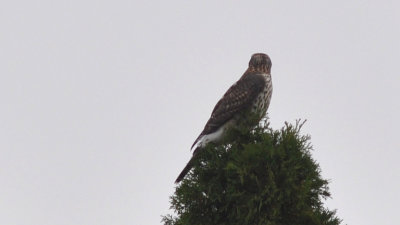 Duvhök (Accipiter gentilis)