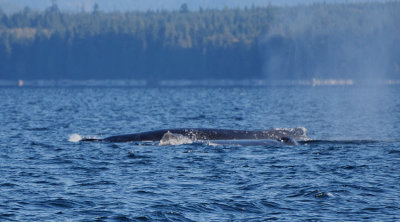 Humpback whale (Megaptera novaeangliae)    
