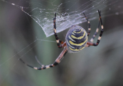Getingspindel (Argiope bruennichi)