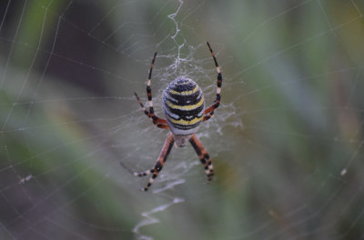 Getingspindel (Argiope bruennichi)