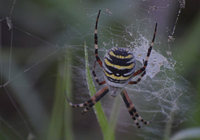 Getingspindel (Argiope bruennichi)