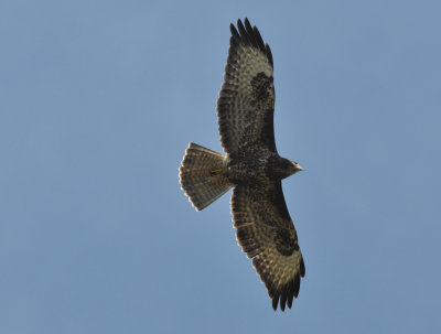 Ormvrk (Buteo buteo)