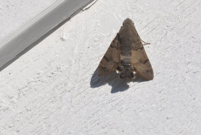 Strre dagsvrmare, Macroglossum stellatarum