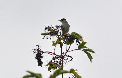 Svarthätta (Sylvia atricapilla)