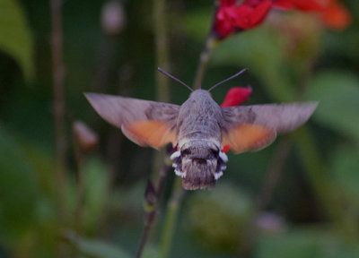 Strre dagsvrmare (Macroglossum stellatarum)