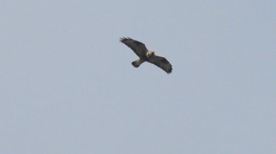Fjllvrk (Buteo lagopus) 
