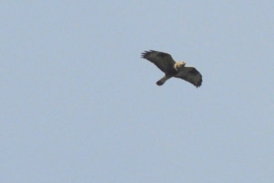 Fjllvrk (Buteo lagopus) 