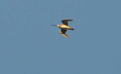 Myrspov (Limosa lapponica)