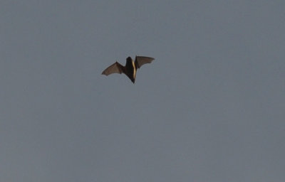 Större brunfladdermus (Nyctalus noctula)