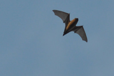 Större brunfladdermus (Nyctalus noctula)