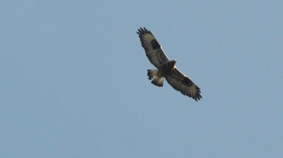 Fjällvråk (Buteo lagopus)