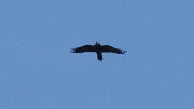 Råka (Corvus frugilegus)
