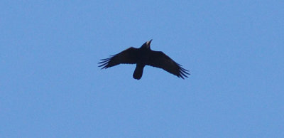 Råka (Corvus frugilegus)
