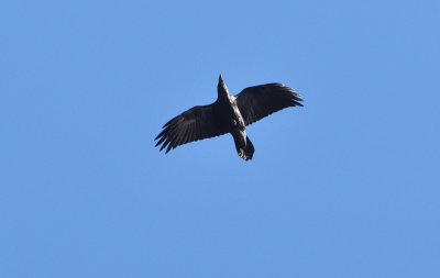 Korp (Corvus corax)