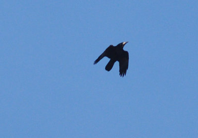 Råka (Corvus frugilegus)