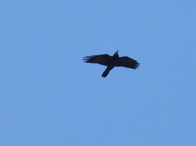 Råka (Corvus frugilegus)