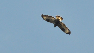 Fjällvråk (Buteo lagopus)