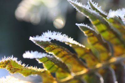 Frost Fern