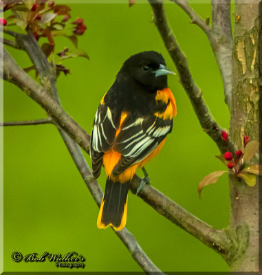 Male Baltimore Oriole's Beautiful Coloring