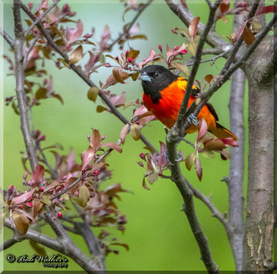 Male Baltimore Oriole In Our New Crabapple Tree