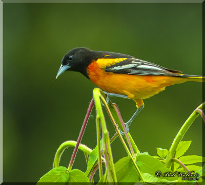 Male Baltimore Oriole Checking Things Out