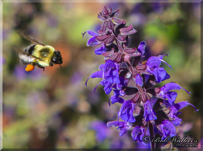Honey Bee Carrying Pollen Sack