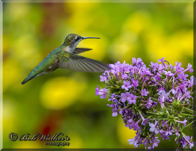 Female Ruby-throated Hummingbird