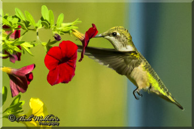 The Hummingbird Gallery