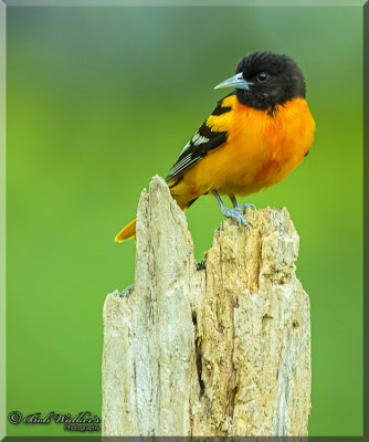 Male Baltimore Oriole He Didn't Stay Long