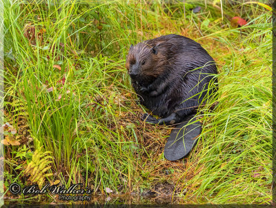 The North American Beaver Gallery