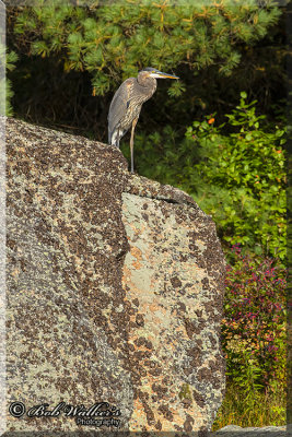 Blue Heron Visits Turle Rock
