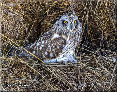 The Small And Elusive Short-eared Owl