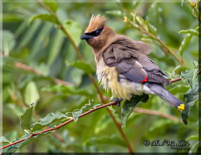Cedar Waxwing Ruffleing It's Feathers