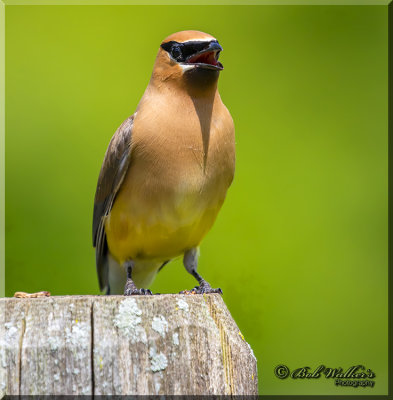 Cedar Waxwing Calling Out