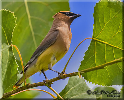 Cedar Waxwing Searching Food